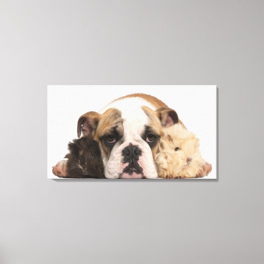 Engelse bulldog puppy (4 maanden oud) en twee guin canvas afdruk (Voorkant)