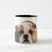 Engelse bulldog puppy (4 maanden oud) en twee guin tweekleurige koffiemok (Center)