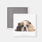 Engelse bulldog puppy (4 maanden oud) en twee magneet (Voorkant / Achterkant)