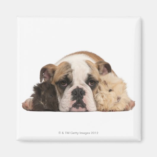 Engelse bulldog puppy (4 maanden oud) en twee magneet (Voorkant)