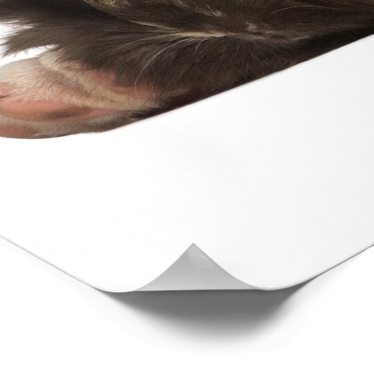 Engelse bulldog puppy (4 maanden oud) en twee poster (Hoek)