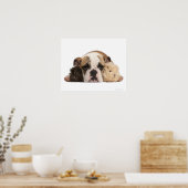 Engelse bulldog puppy (4 maanden oud) en twee poster (Keuken)