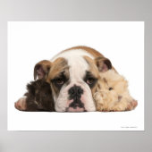 Engelse bulldog puppy (4 maanden oud) en twee poster (Voorkant)