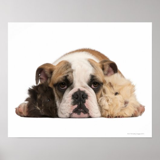 Engelse bulldog puppy (4 maanden oud) en twee poster (Voorkant)
