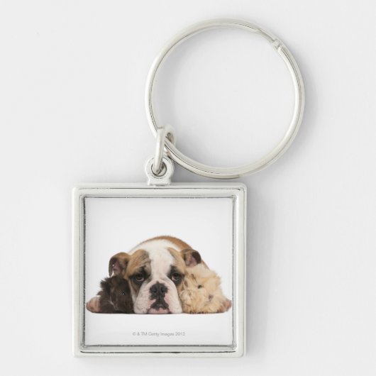 Engelse bulldog puppy (4 maanden oud) en twee sleutelhanger (Voorkant)