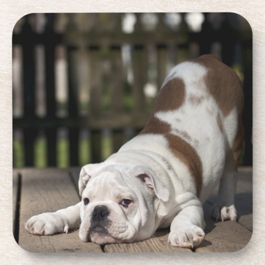 Engelse bulldog Puppy Bier Onderzetter (Voorkant)