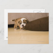 Engelse Bulldog puppy biting kussen Briefkaart (Voorkant / Achterkant)