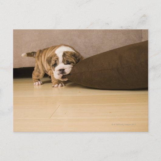 Engelse Bulldog puppy biting kussen Briefkaart (Voorkant)