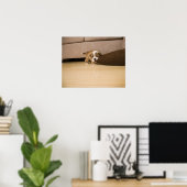 Engelse Bulldog puppy biting kussen Poster (Thuiskantoor)