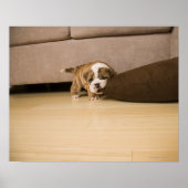 Engelse Bulldog puppy biting kussen Poster (Voorkant)