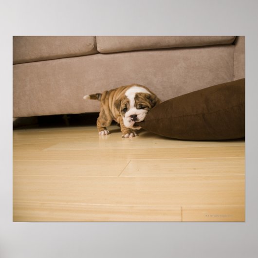 Engelse Bulldog puppy biting kussen Poster (Voorkant)