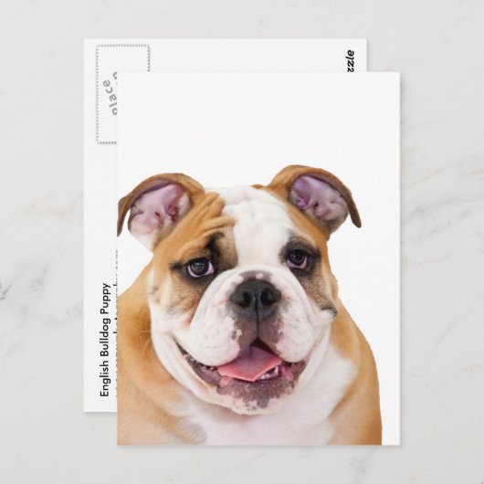 Engelse bulldog puppy briefkaart (Voorkant / Achterkant)