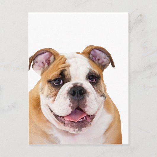 Engelse bulldog puppy briefkaart (Voorkant)