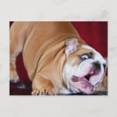 Engelse bulldog Puppy Briefkaart (Voorkant)