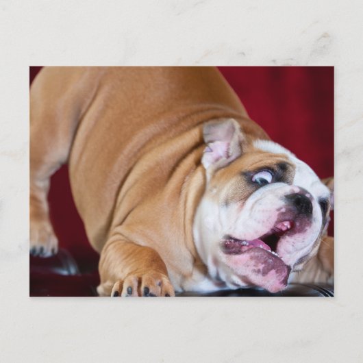 Engelse bulldog Puppy Briefkaart (Voorkant)