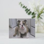 Engelse bulldog puppy briefkaart (Staand voorkant)