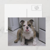 Engelse bulldog puppy briefkaart (Voorkant / Achterkant)