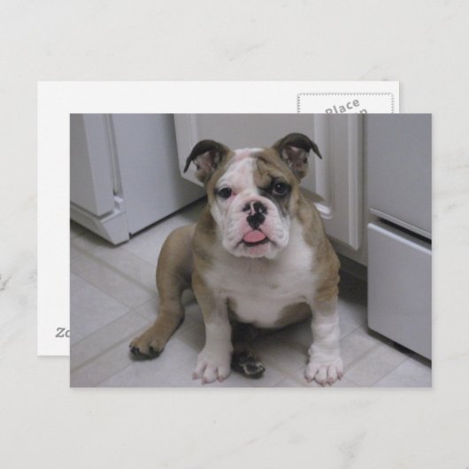 Engelse bulldog puppy briefkaart (Voorkant / Achterkant)