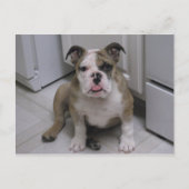 Engelse bulldog puppy briefkaart (Voorkant)