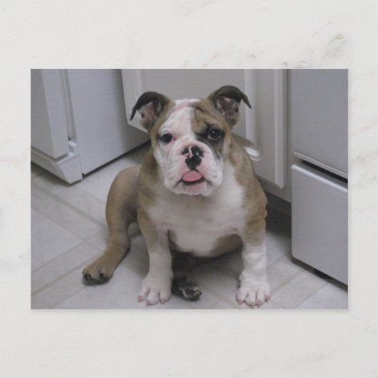 Engelse bulldog puppy briefkaart (Voorkant)