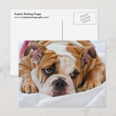 Engelse bulldog Puppy Briefkaart (Voorkant / Achterkant)