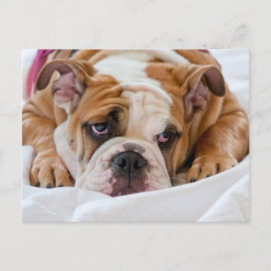 Engelse bulldog Puppy Briefkaart (Voorkant)