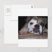 Engelse bulldog Puppy Briefkaart (Voorkant / Achterkant)