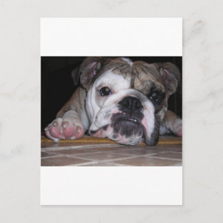 Engelse bulldog Puppy Briefkaart