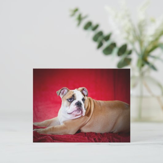 Engelse bulldog Puppy Briefkaart (Staand voorkant)