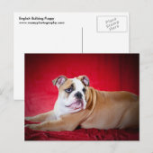 Engelse bulldog Puppy Briefkaart (Voorkant / Achterkant)