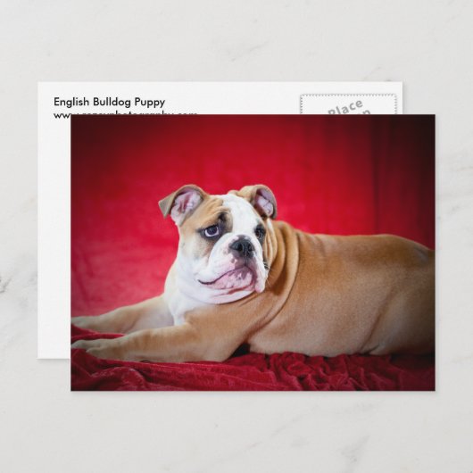 Engelse bulldog Puppy Briefkaart (Voorkant / Achterkant)