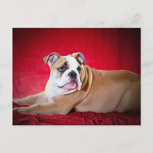 Engelse bulldog Puppy Briefkaart (Voorkant)