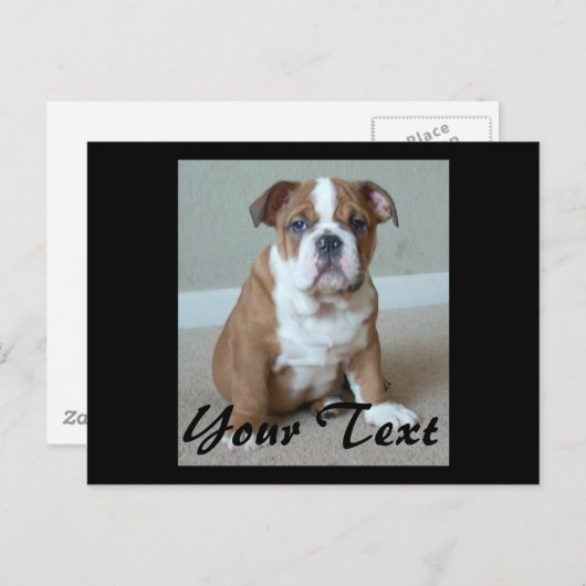 Engelse bulldog Puppy Briefkaart (Voorkant / Achterkant)