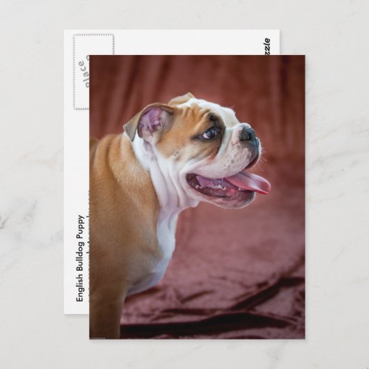 Engelse bulldog Puppy Briefkaart (Voorkant / Achterkant)