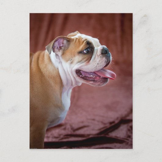 Engelse bulldog Puppy Briefkaart (Voorkant)