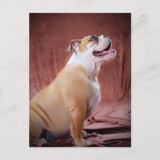 Engelse bulldog Puppy Briefkaart (Voorkant)