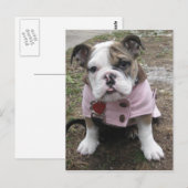 Engelse bulldog Puppy Briefkaart (Voorkant / Achterkant)
