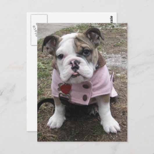 Engelse bulldog Puppy Briefkaart (Voorkant / Achterkant)