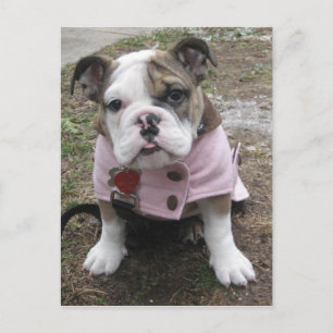 Engelse bulldog Puppy Briefkaart