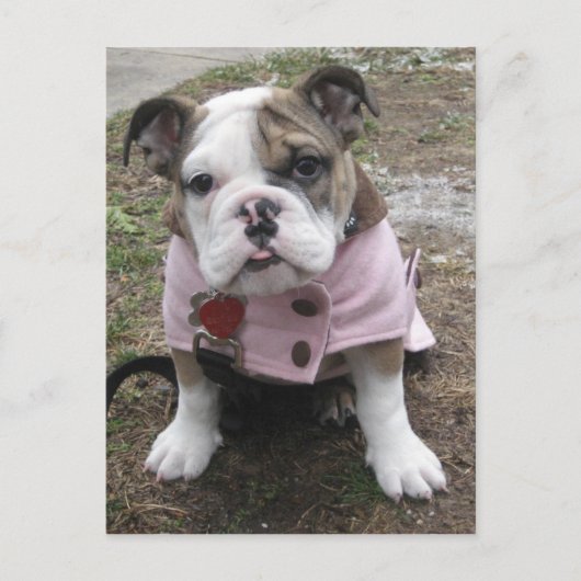 Engelse bulldog Puppy Briefkaart (Voorkant)