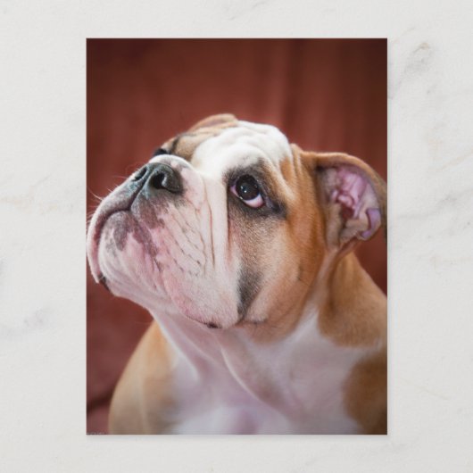 Engelse bulldog Puppy Briefkaart (Voorkant)
