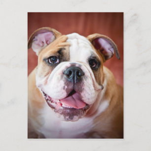 Engelse bulldog Puppy Briefkaart