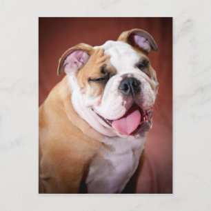 Engelse bulldog Puppy Briefkaart
