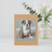 Engelse Bulldog Puppy Briefkaart Post Card (Staand voorkant)