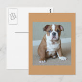 Engelse Bulldog Puppy Briefkaart Post Card (Voorkant / Achterkant)