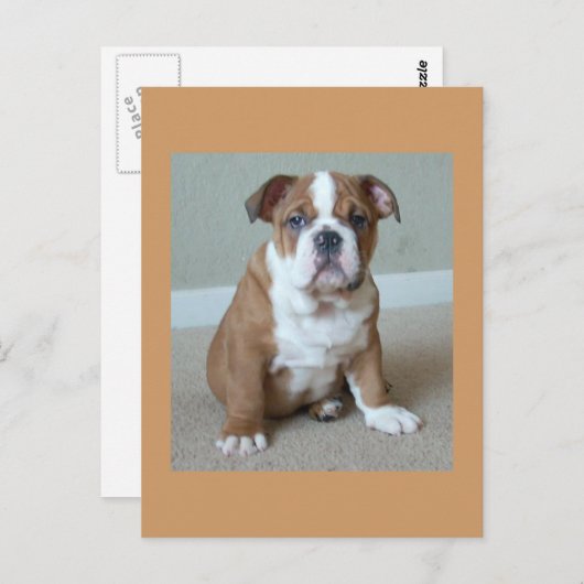 Engelse Bulldog Puppy Briefkaart Post Card (Voorkant / Achterkant)