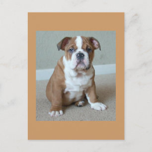 Engelse Bulldog Puppy Briefkaart Post Card