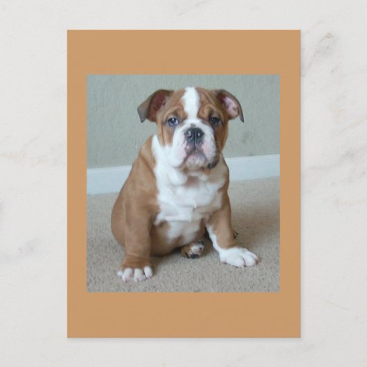 Engelse Bulldog Puppy Briefkaart Post Card (Voorkant)
