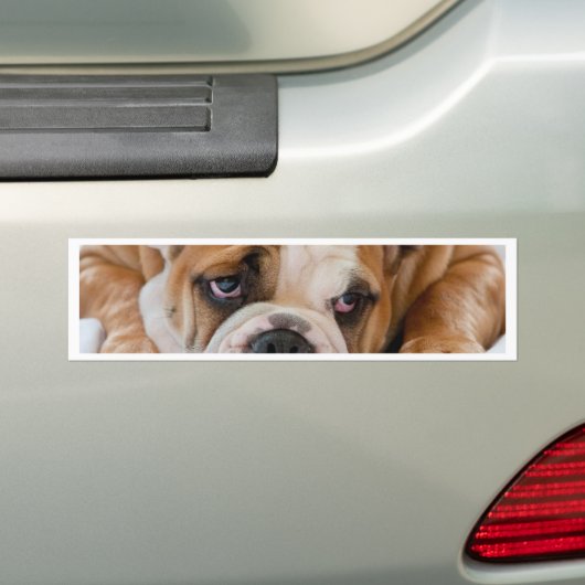Engelse bulldog puppy bumpersticker (Op auto)