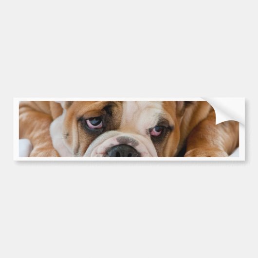 Engelse bulldog puppy bumpersticker (Voorkant)